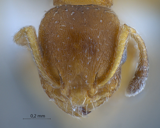 Temnothorax unifasciatus Latreille, 1798 frontal