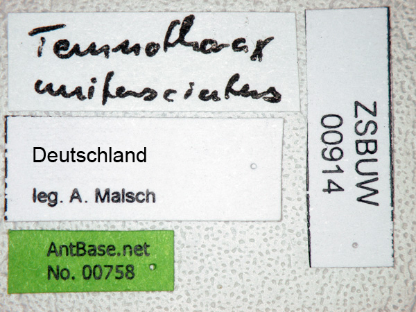 Foto Temnothorax unifasciatus Latreille, 1798 Label