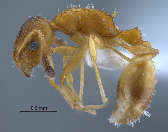 Temnothorax unifasciatus Latreille, 1798 lateral