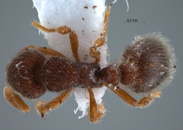 Tetheamyrma subspongia Bolton, 1991 dorsal