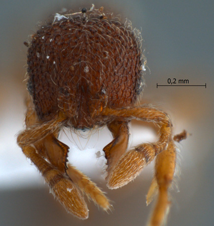 Tetheamyrma subspongia Bolton, 1991 frontal