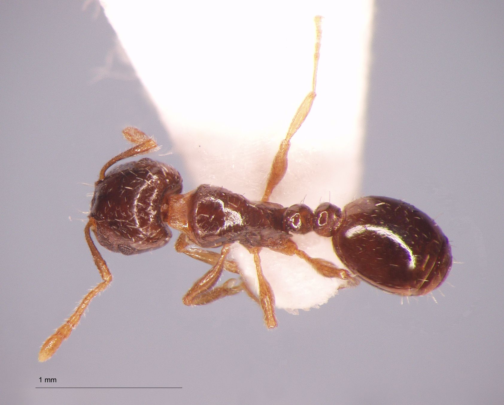 Foto Tetramorium armatum Santschi, 1927 dorsal