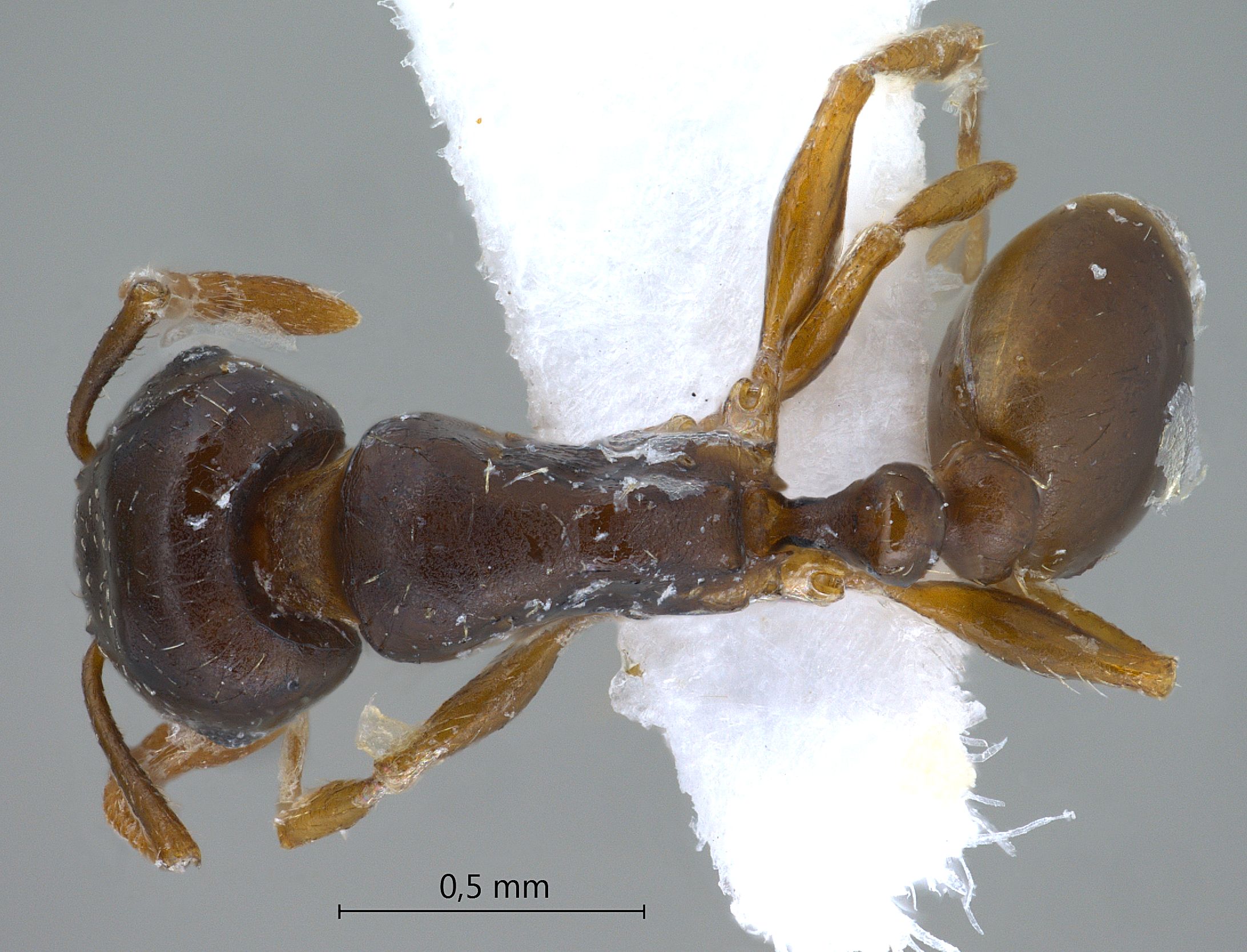 Foto Tetramorium armatum Santschi, 1927 dorsal