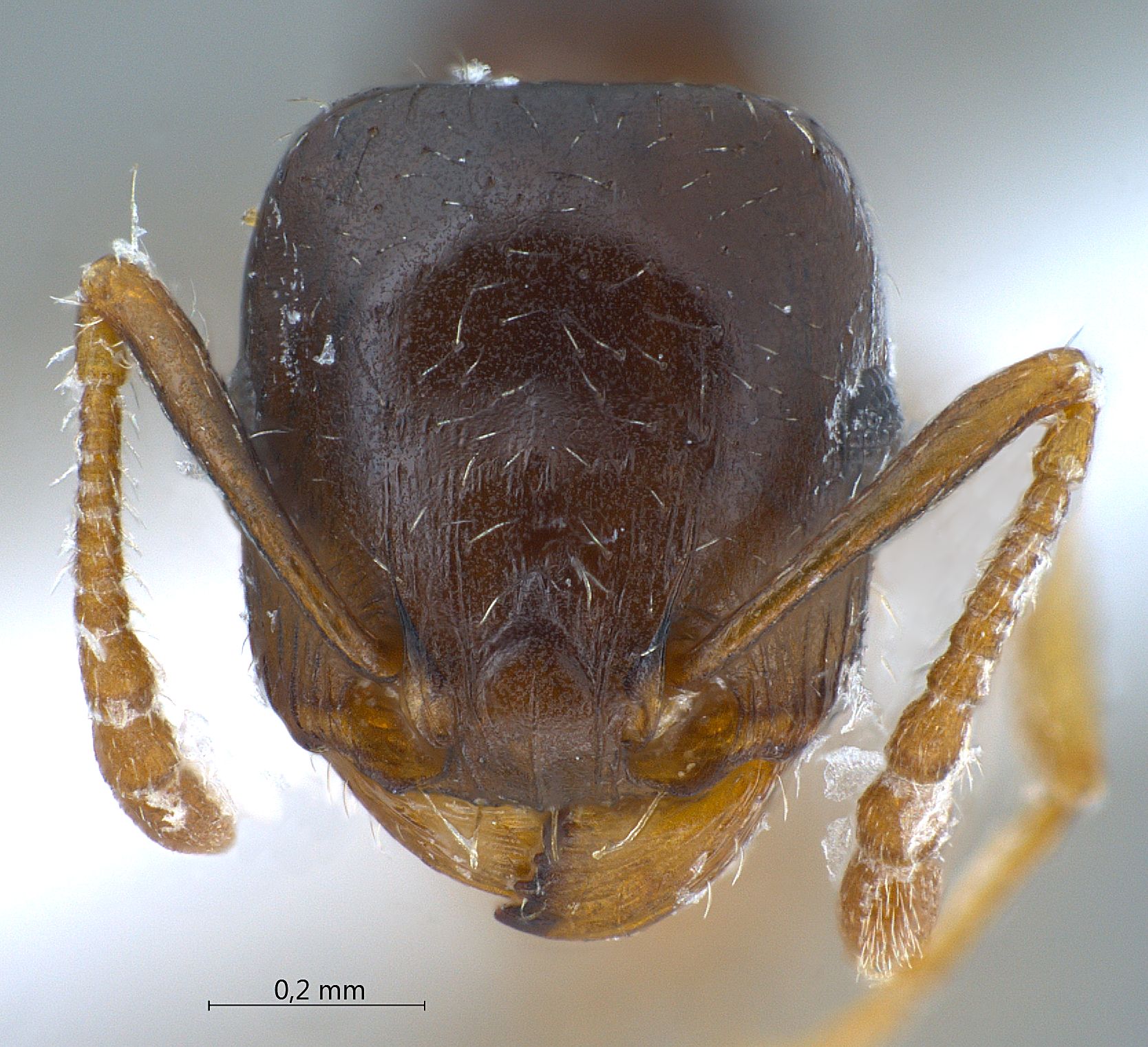 Foto Tetramorium armatum Santschi, 1927 frontal