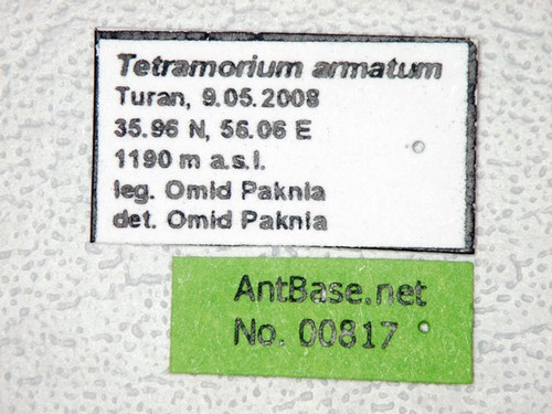 Tetramorium armatum Santschi, 1927 Label