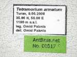 Tetramorium armatum Santschi, 1927 Label