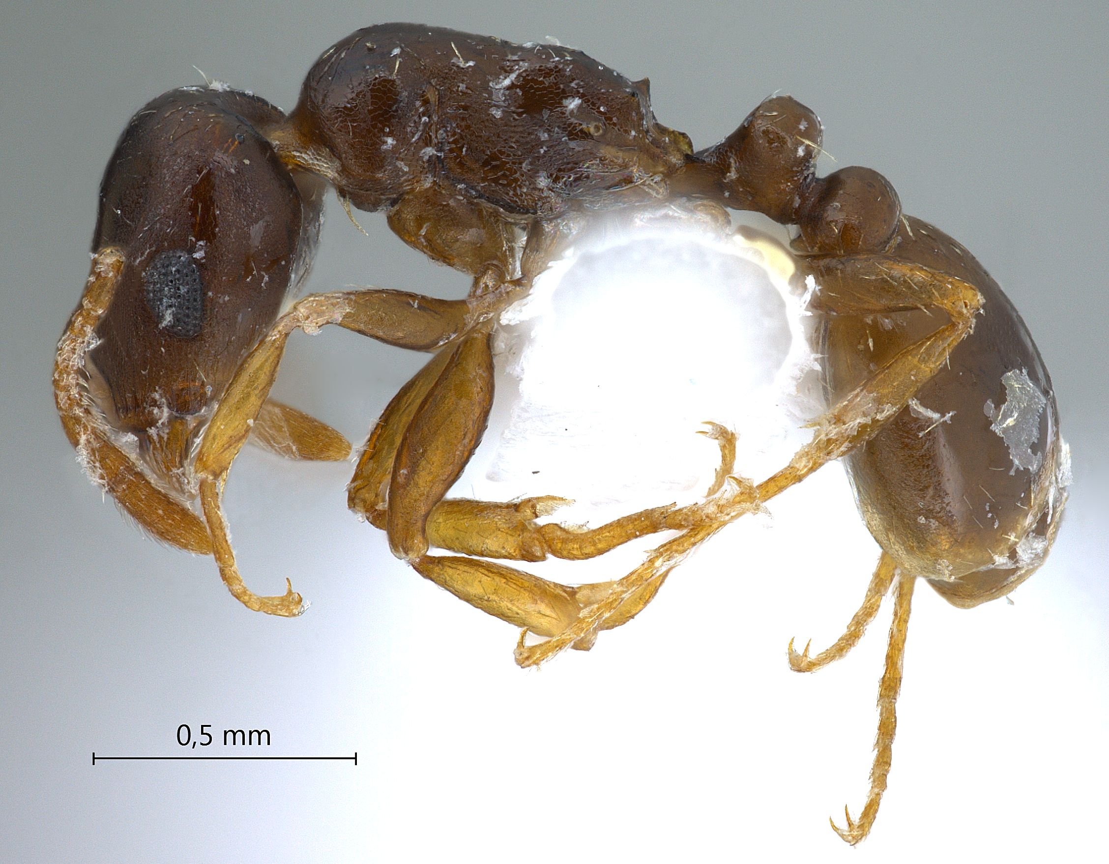 Foto Tetramorium armatum Santschi, 1927 lateral