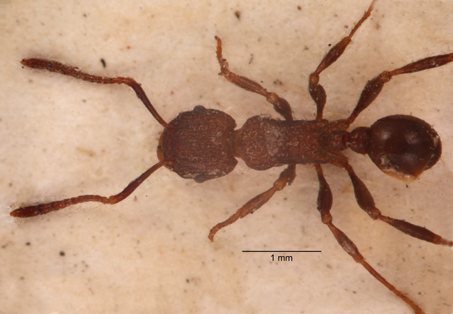 Tetramorium aspersum Smith, 1865 dorsal