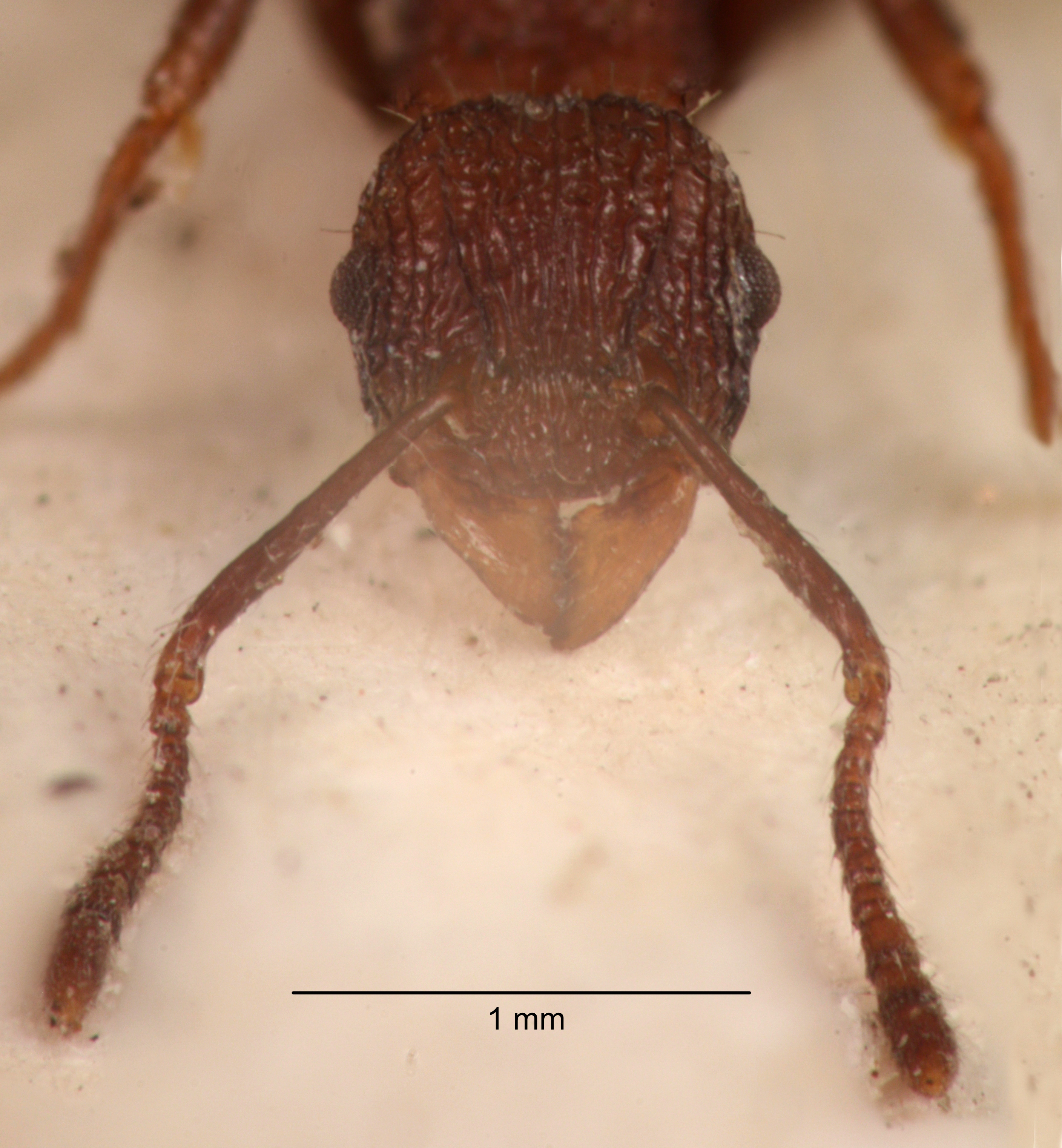 Foto Tetramorium aspersum Smith, 1865 frontal