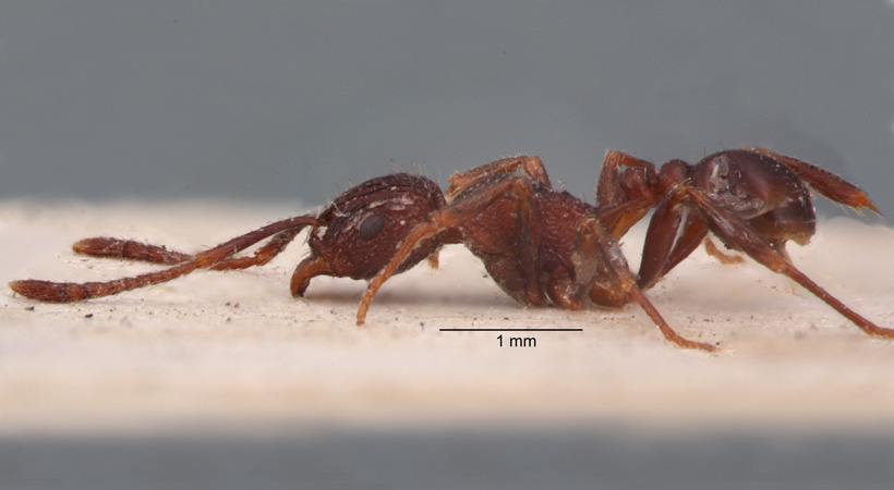 Tetramorium aspersum Smith, 1865 lateral