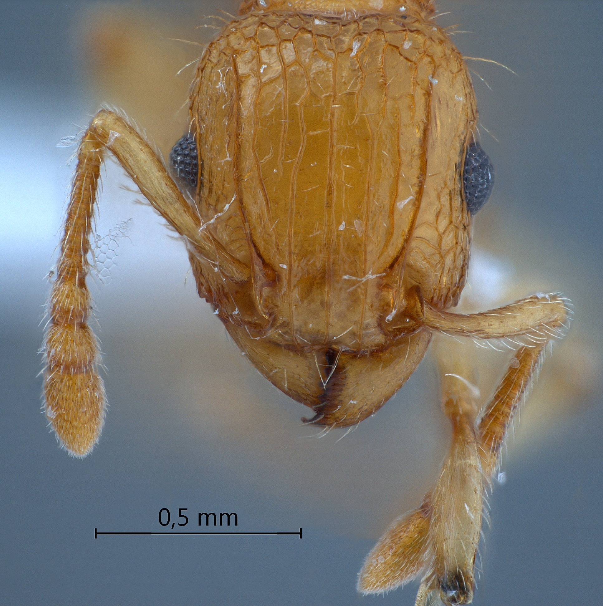 Foto Tetramorium bicarinatum Nylander,1846 frontal