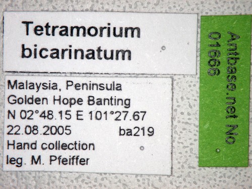 Tetramorium bicarinatum Nylander,1846 Label