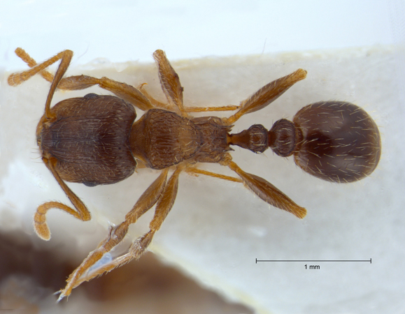 Tetramorium caespitum (Linn, 1758) dorsal