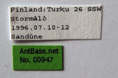 Tetramorium caespitum (Linn, 1758) Label