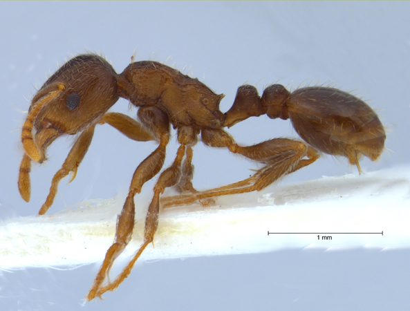 Tetramorium caespitum (Linn, 1758) lateral