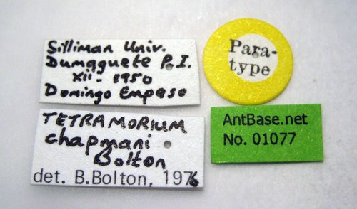 Tetramorium chapmani Bolton, 1977 Label