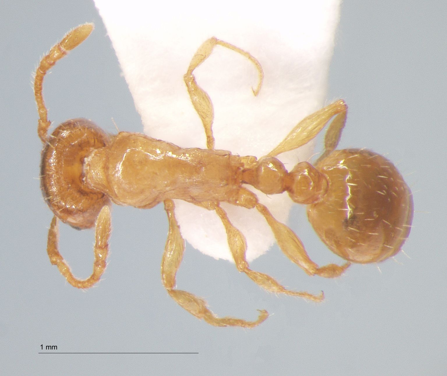 Foto Tetramorium concaviceps Bursakov, 1984 dorsal