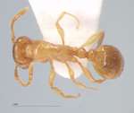 Tetramorium concaviceps Bursakov, 1984 dorsal