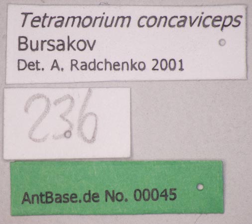 Foto Tetramorium concaviceps Bursakov, 1984 Label