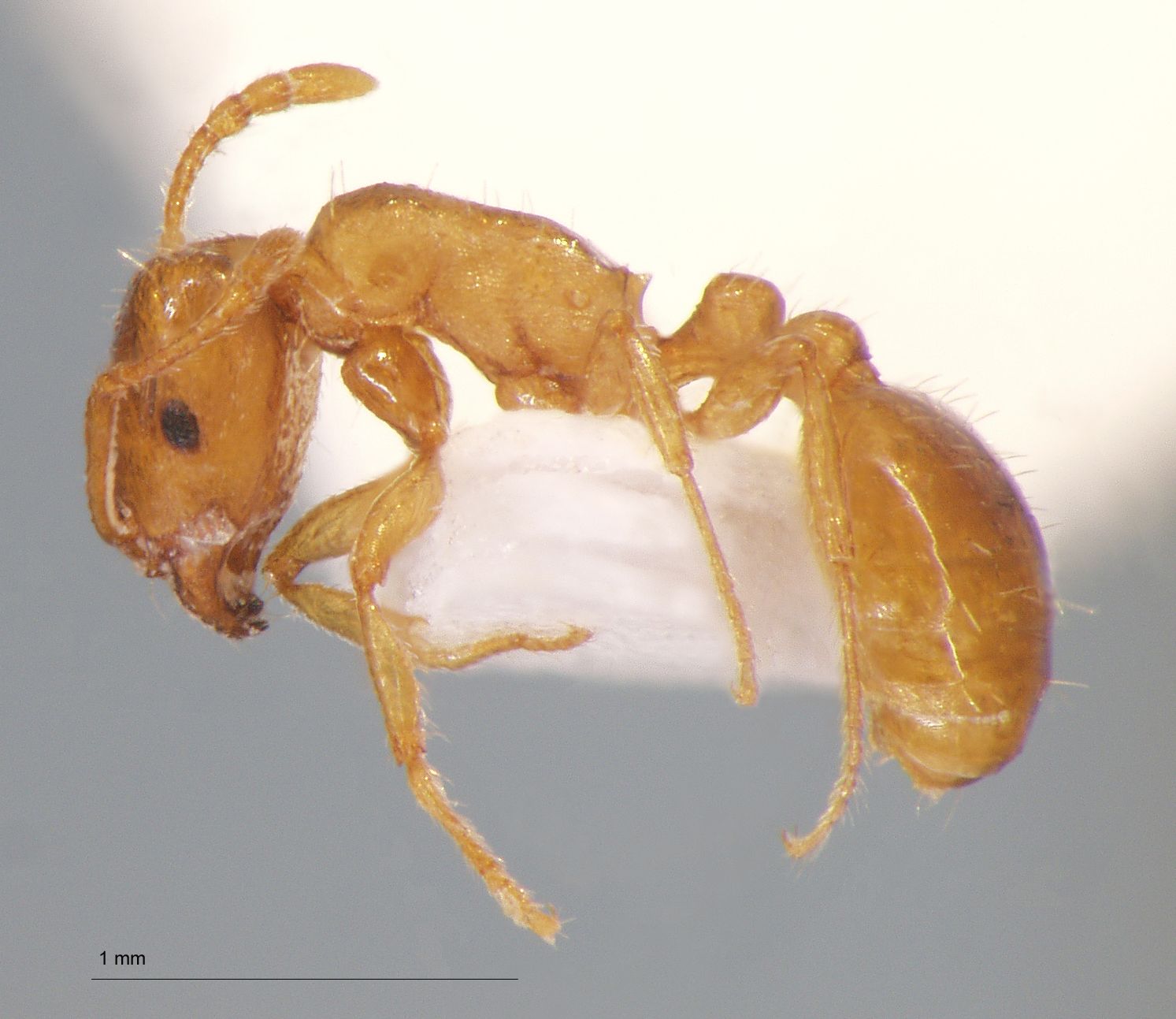 Foto Tetramorium concaviceps Bursakov, 1984 lateral