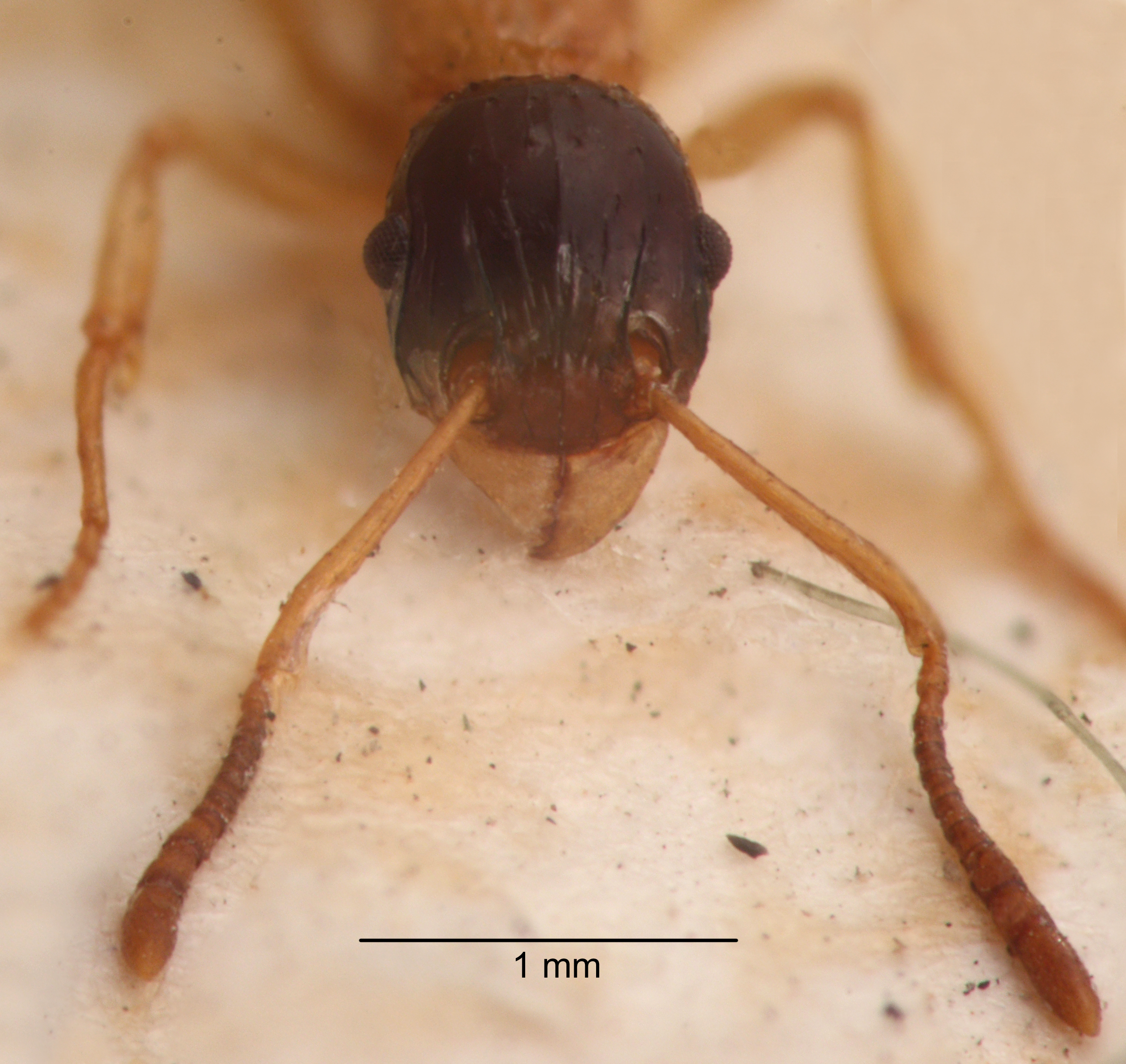 Foto Tetramorium diligens Smith, 1865 frontal