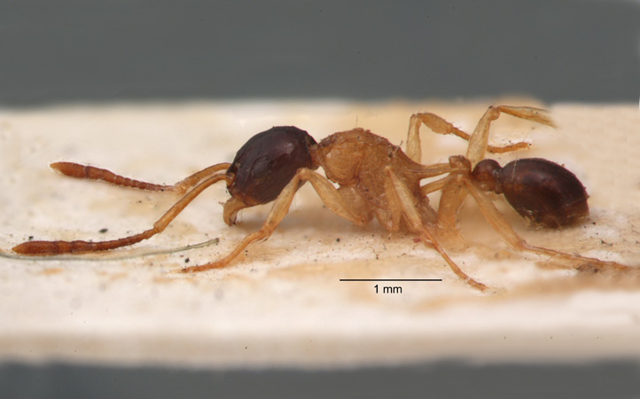 Tetramorium diligens Smith, 1865 lateral