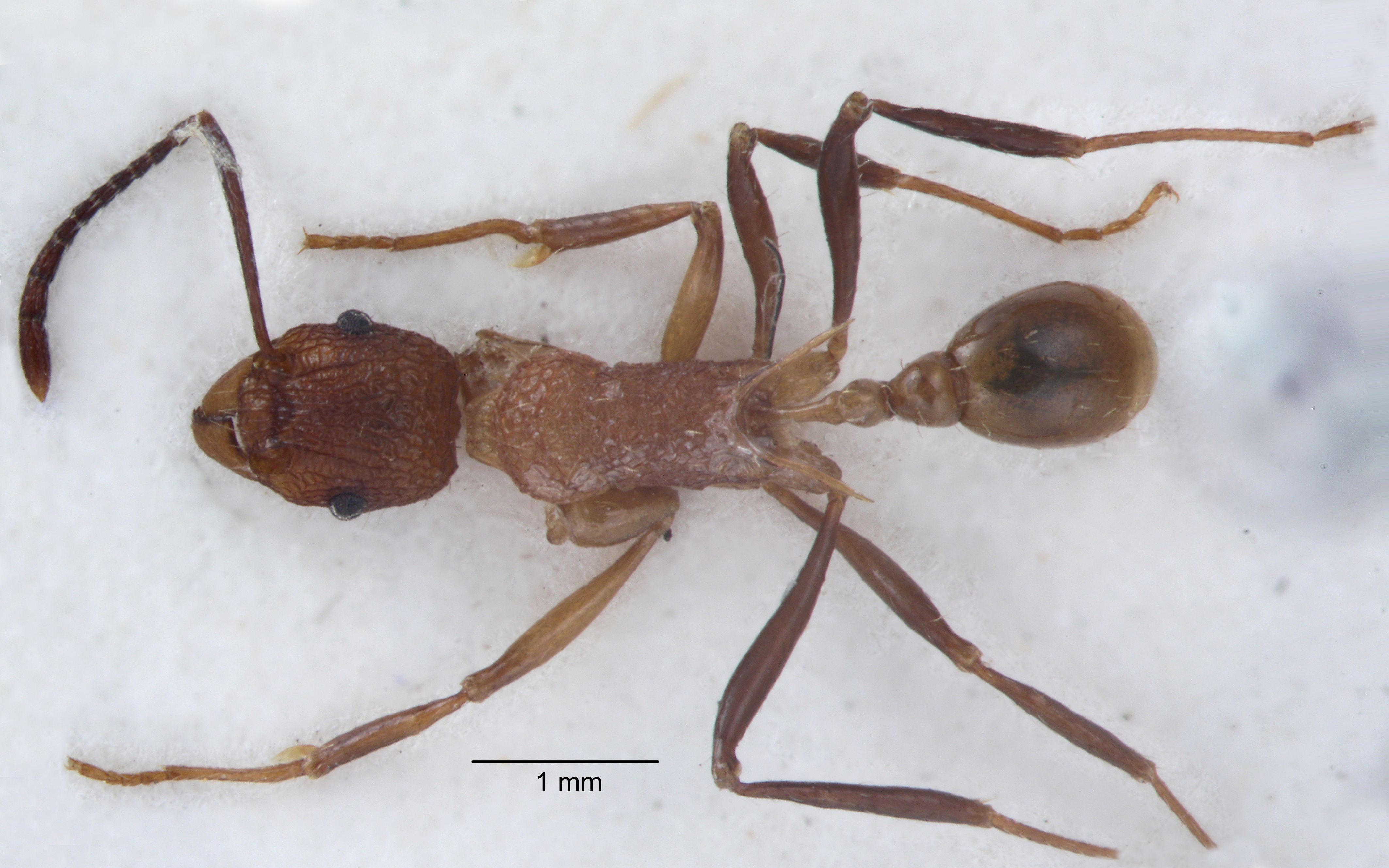 Foto Tetramorium gambogecum Donisthorpe, 1941 dorsal