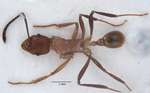 Tetramorium gambogecum Donisthorpe, 1941 dorsal