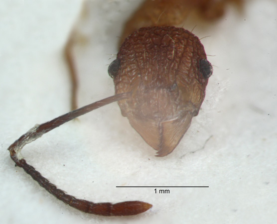 Tetramorium gambogecum Donisthorpe, 1941 frontal