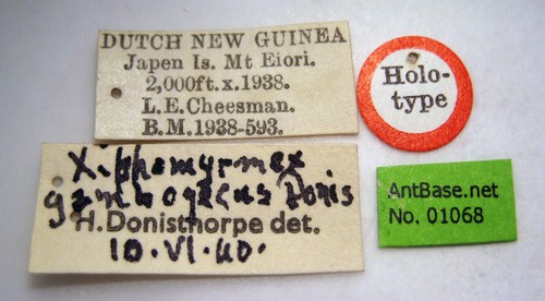 Tetramorium gambogecum Donisthorpe, 1941 Label