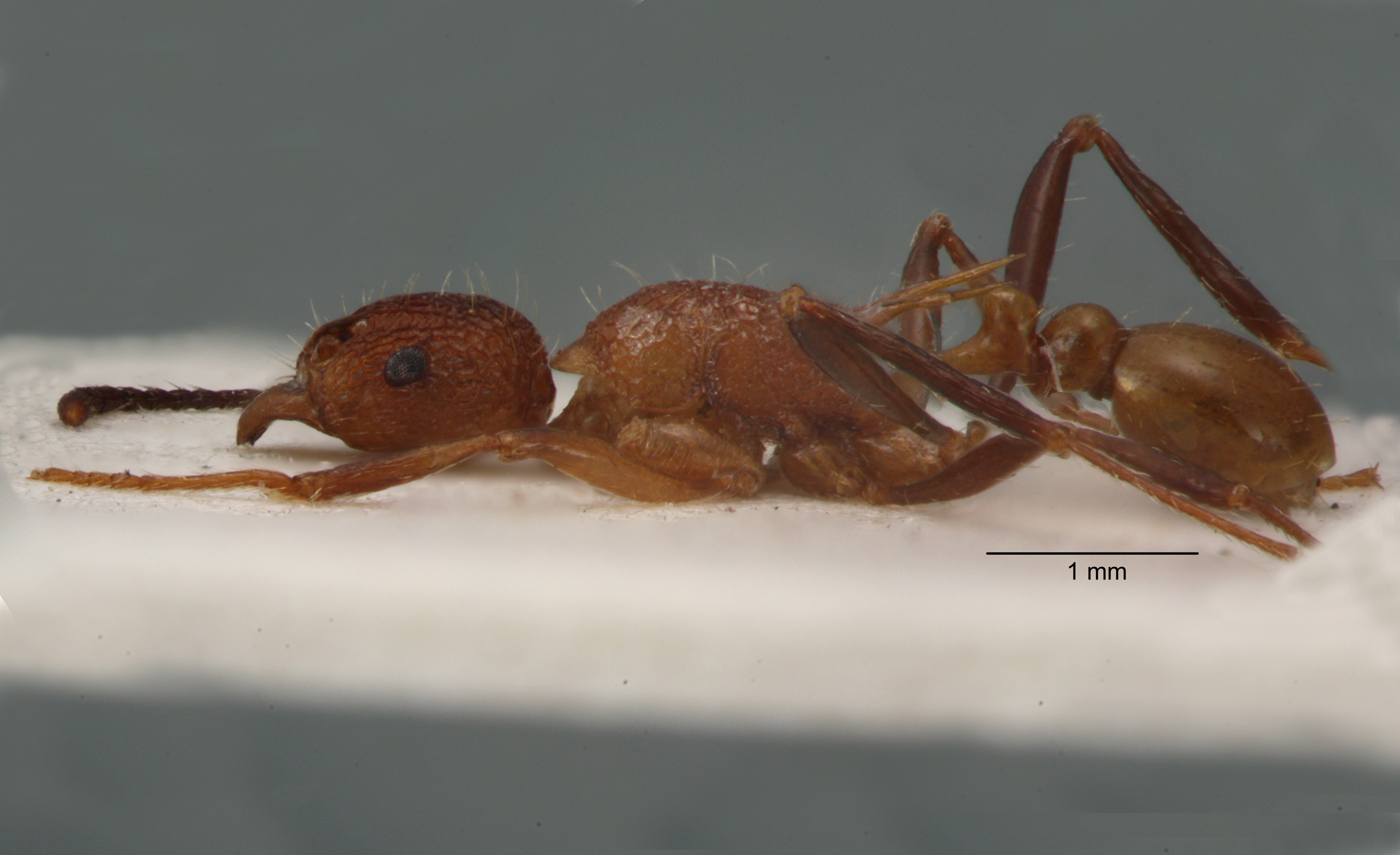 Foto Tetramorium gambogecum Donisthorpe, 1941 lateral