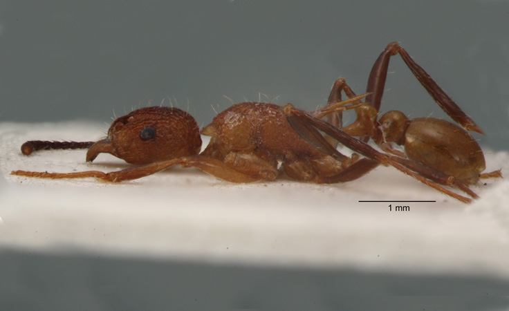 Tetramorium gambogecum Donisthorpe, 1941 lateral