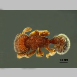 Tetramorium hasinae Yamane et Jaitrong, 2011 dorsal