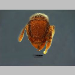 Tetramorium hasinae Yamane et Jaitrong, 2011 frontal