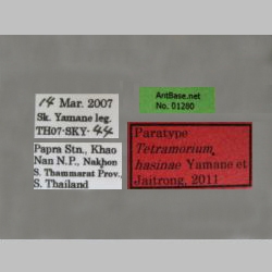 Tetramorium hasinae Yamane et Jaitrong, 2011 Label