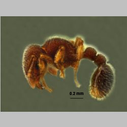 Tetramorium hasinae Yamane et Jaitrong, 2011 lateral