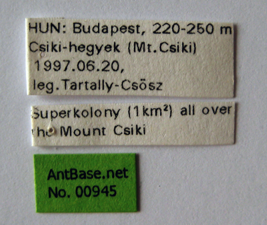 Foto Tetramorium hungaricum Rszler, 1935 Label