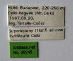 Tetramorium hungaricum Rszler, 1935 Label