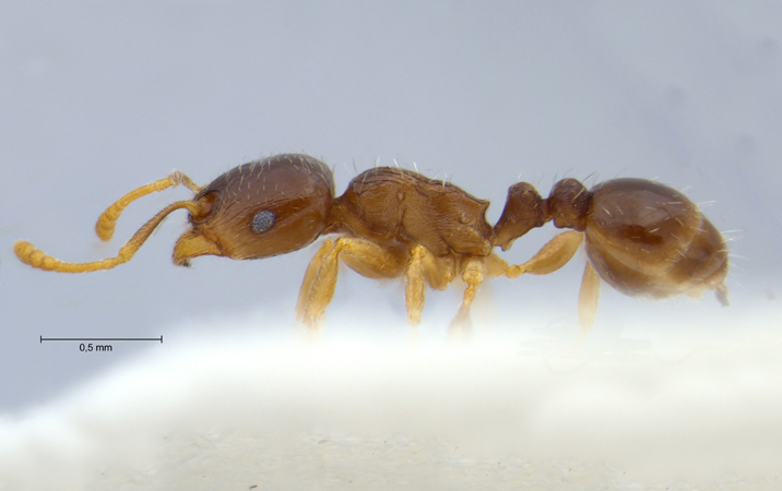 Tetramorium hungaricum Rszler, 1935 lateral