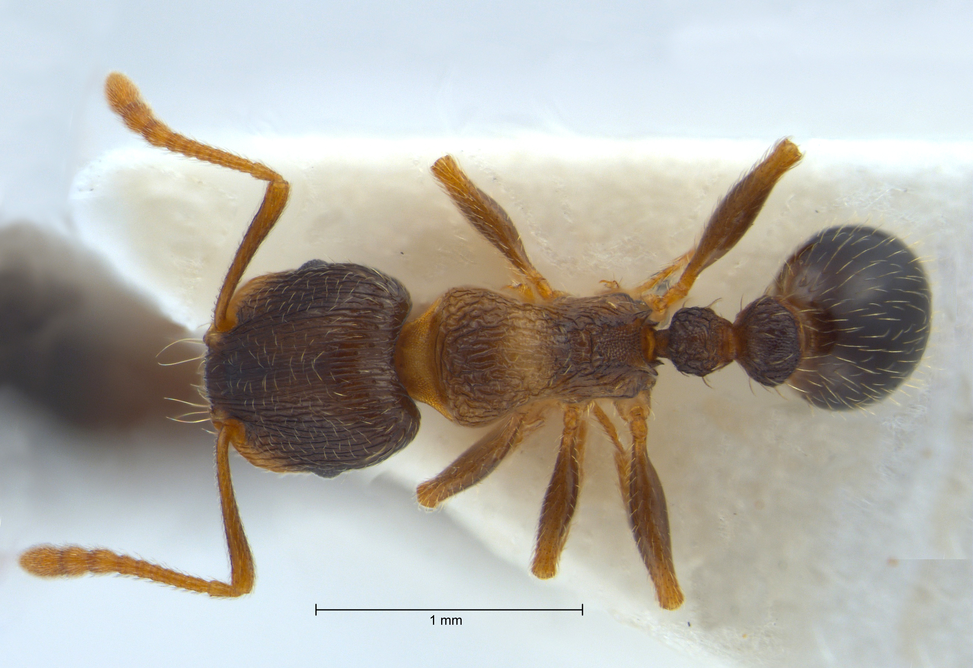 Foto Tetramorium impurum Frster, 1850 dorsal