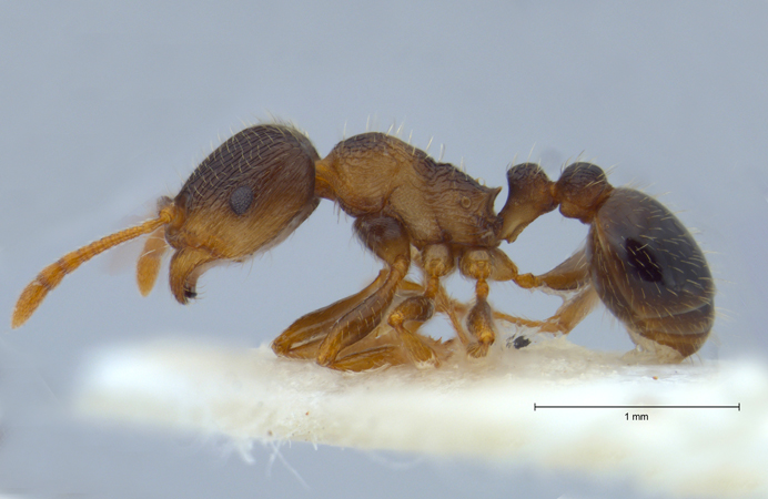 Tetramorium impurum Frster, 1850 lateral