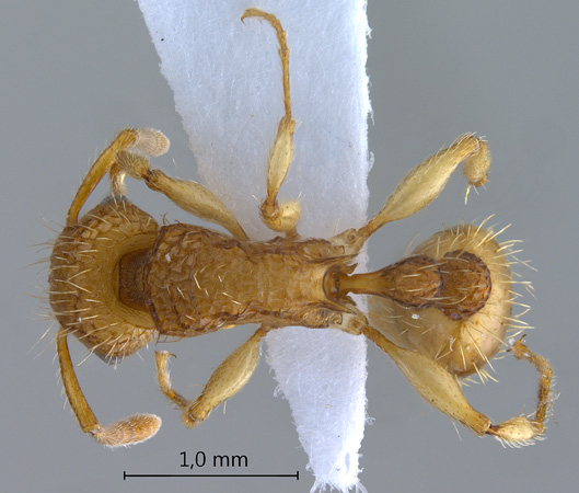 Tetramorium insolens Smith, 1861 dorsal