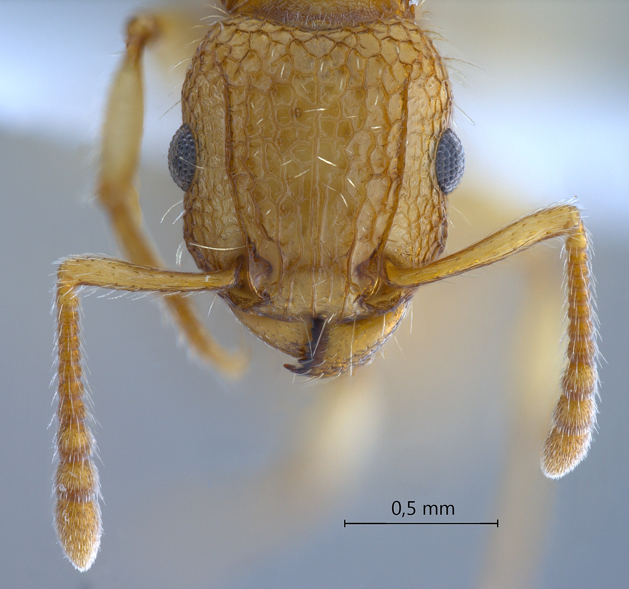 Foto Tetramorium insolens Smith, 1861 frontal