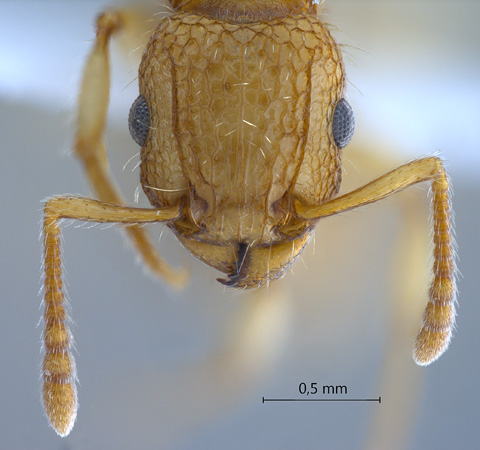 Tetramorium insolens Smith, 1861 frontal