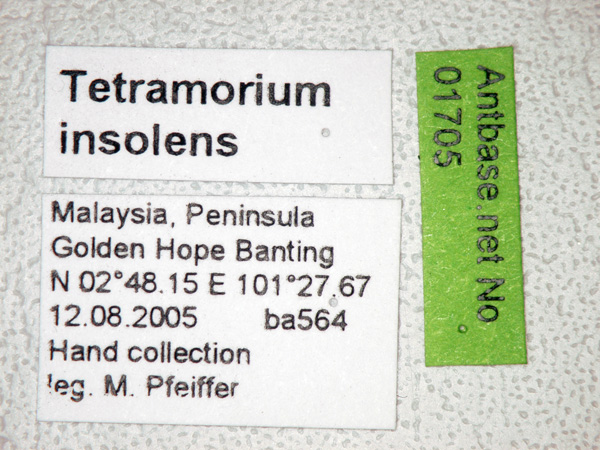 Foto Tetramorium insolens Smith, 1861 Label