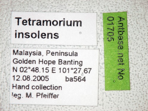 Tetramorium insolens Smith, 1861 Label