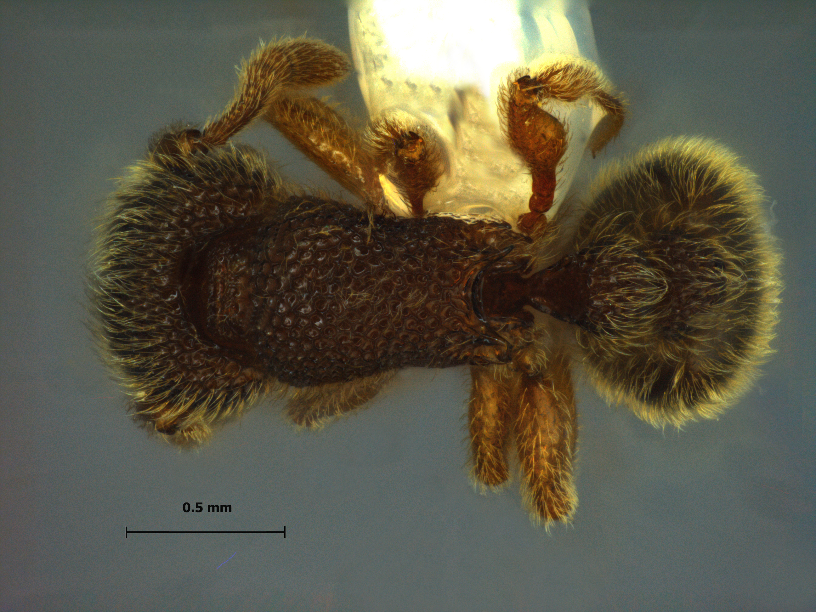Foto Tetramorium kheperra Bolton, 1976 dorsal