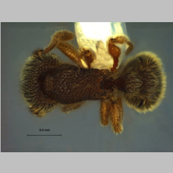 Tetramorium kheperra Bolton, 1976 dorsal