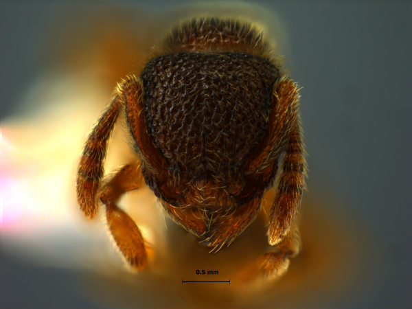 Tetramorium kheperra Bolton, 1976 frontal