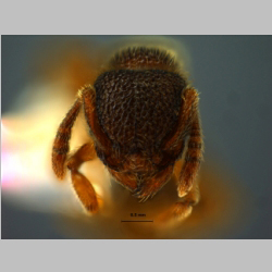 Tetramorium kheperra Bolton, 1976 frontal